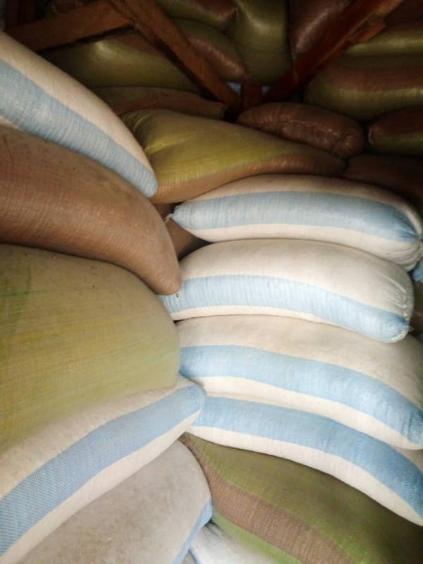 Maize Grain from Zambia